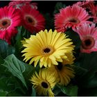 Gerberas