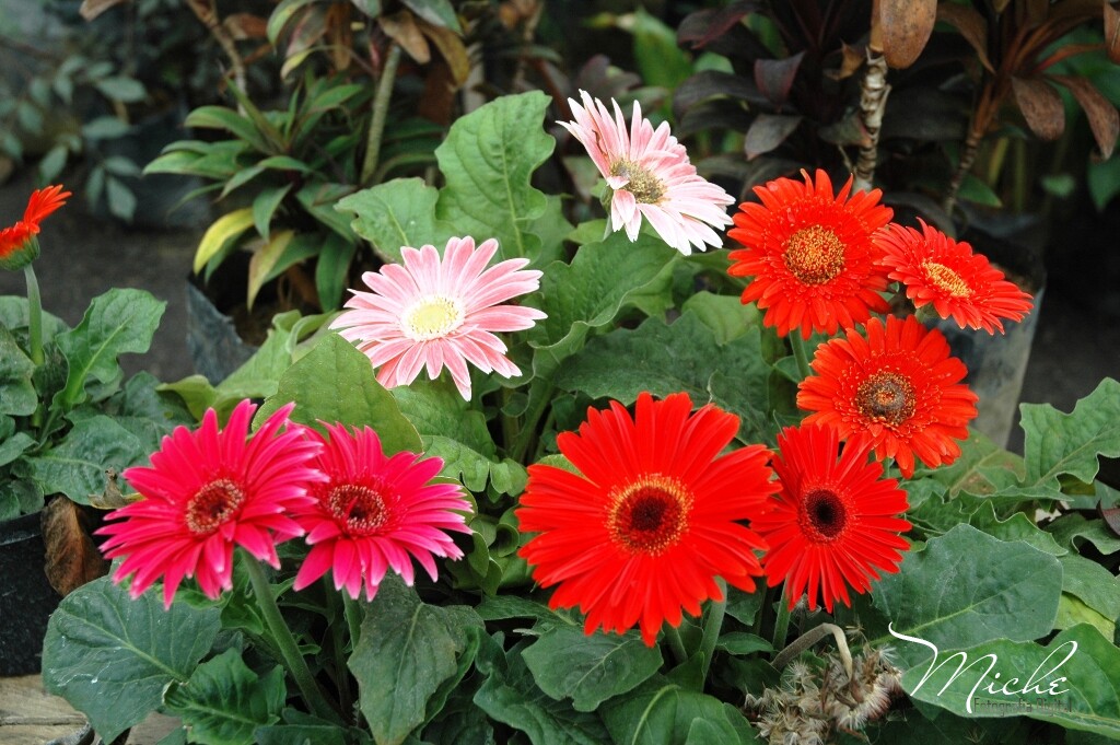 Gerberas