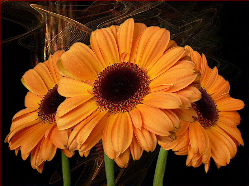 Gerberas