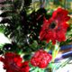 Gerberas de cristal