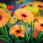 Gerberas gelb-orange