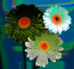 gerberas mal anders !