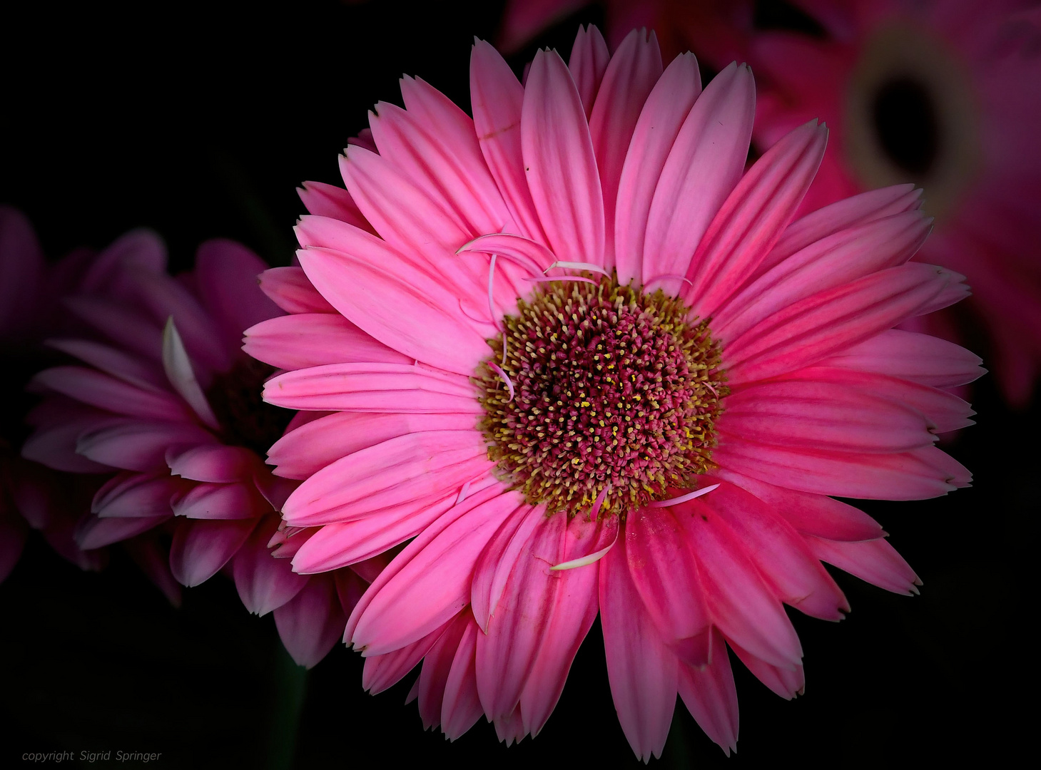 Gerberas pink