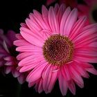 Gerberas pink