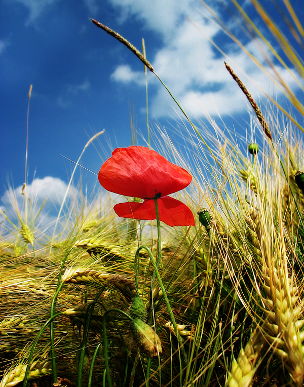 Gerda Dzialas - Sommer Mohn