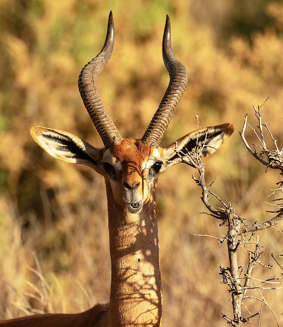 *** Gerenuk  ***