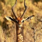 *** Gerenuk  ***