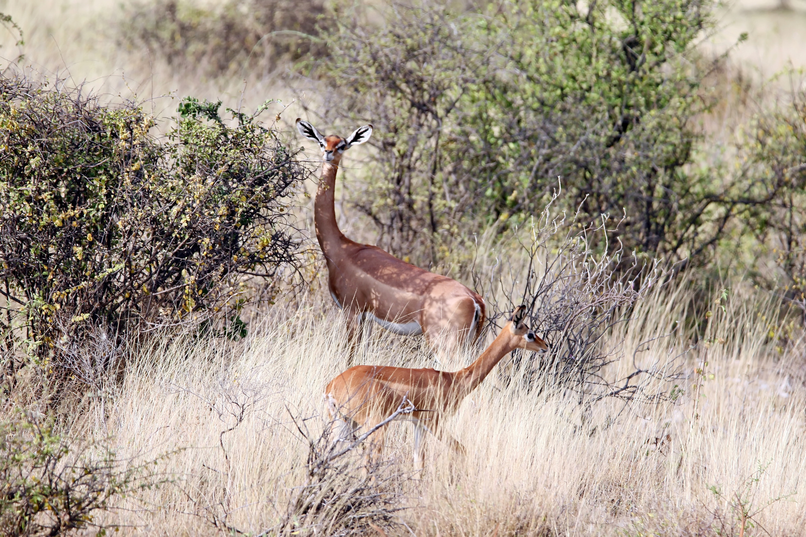 Gerenuk