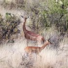 Gerenuk