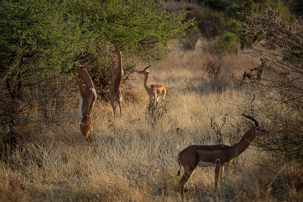 *** GERENUK ***