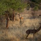 *** GERENUK ***