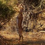 Gerenuk