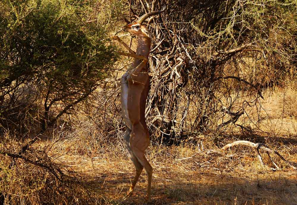 Gerenuk