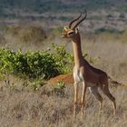 Gerenuk