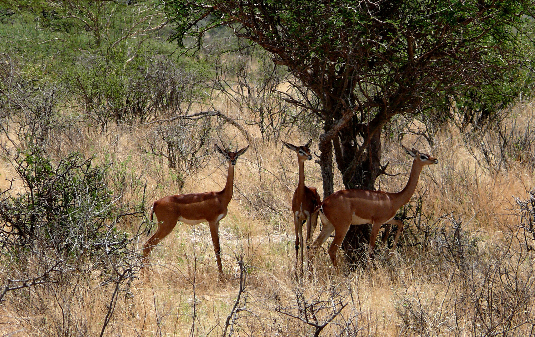 Gerenuk - Antilope