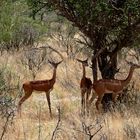 Gerenuk - Antilope