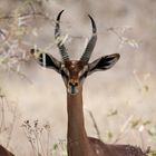 Gerenuk Antilope