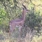 Gerenuk-Bock