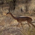 *** GERENUK ***