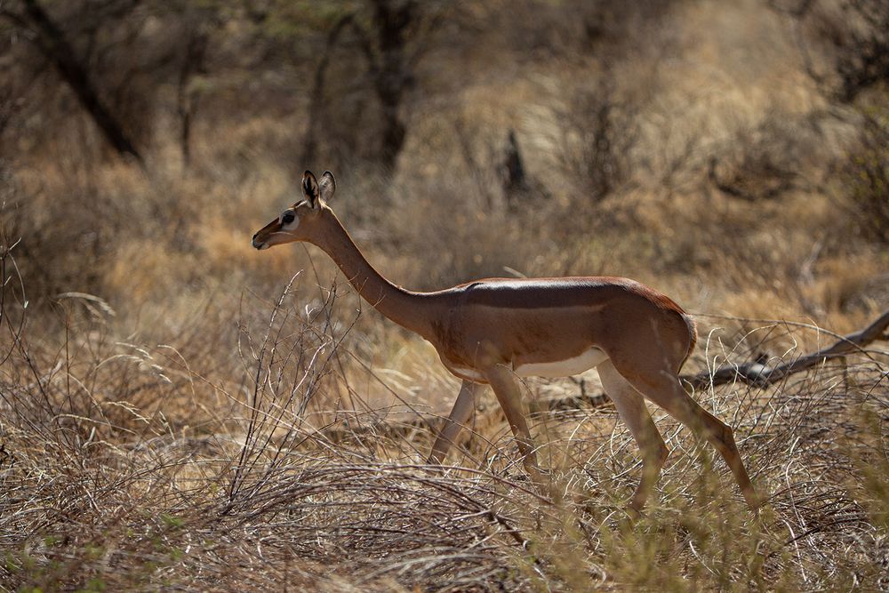 *** GERENUK ***