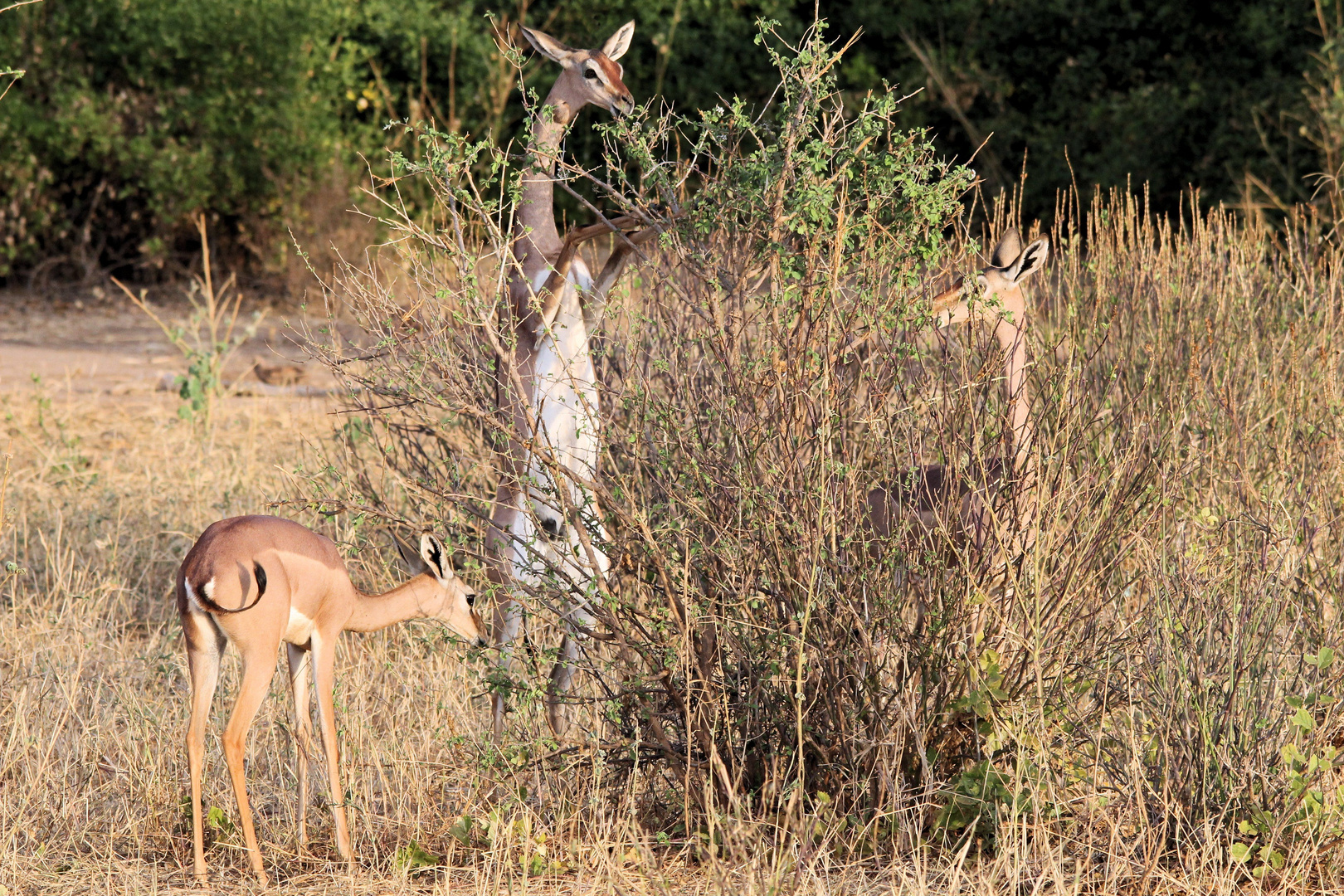 Gerenuk die Giraffengazelle