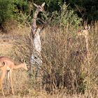 Gerenuk die Giraffengazelle