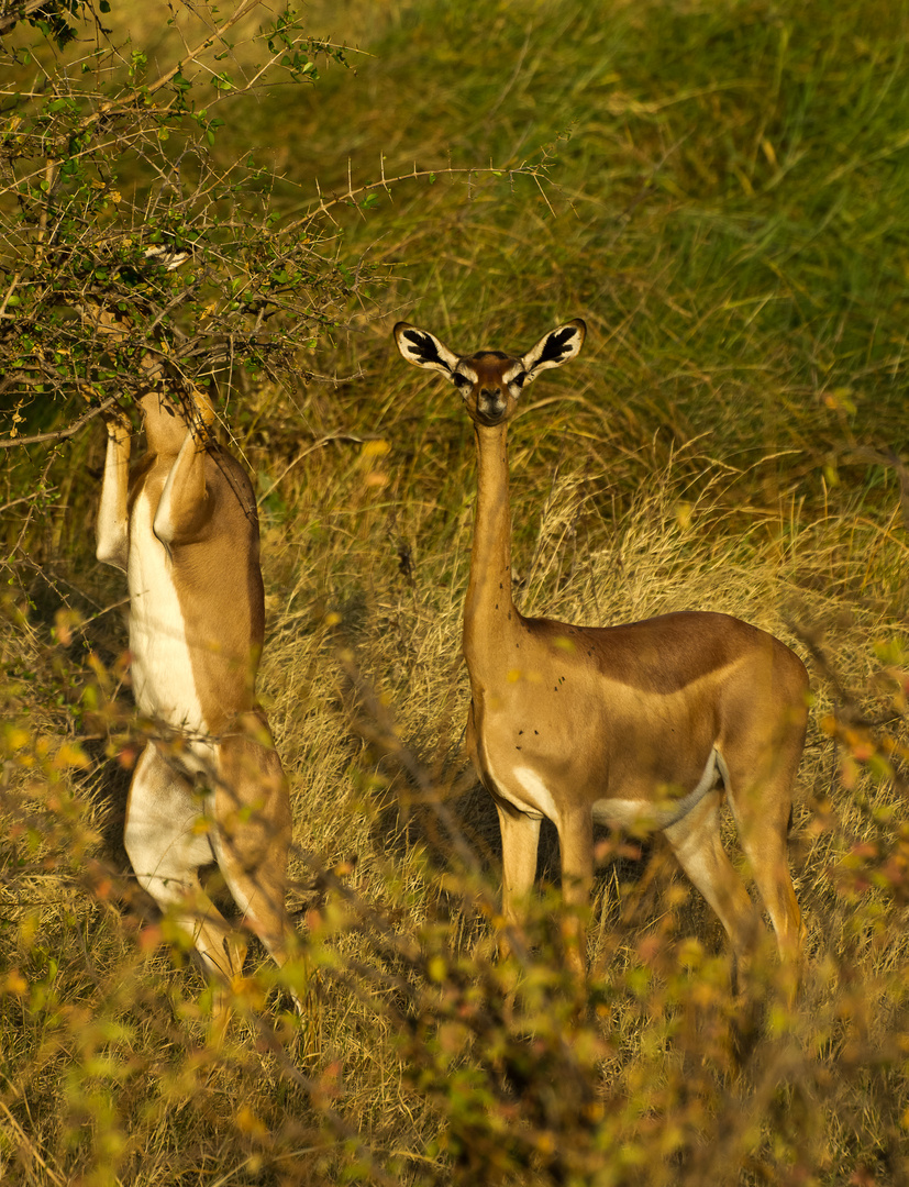 Gerenuk, die Giraffengazelle