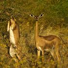 Gerenuk, die Giraffengazelle