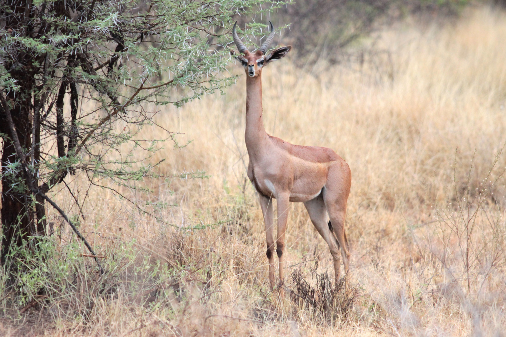 Gerenuk (Giraffenantilope)