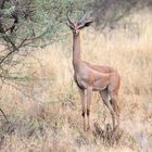 Gerenuk (Giraffenantilope)