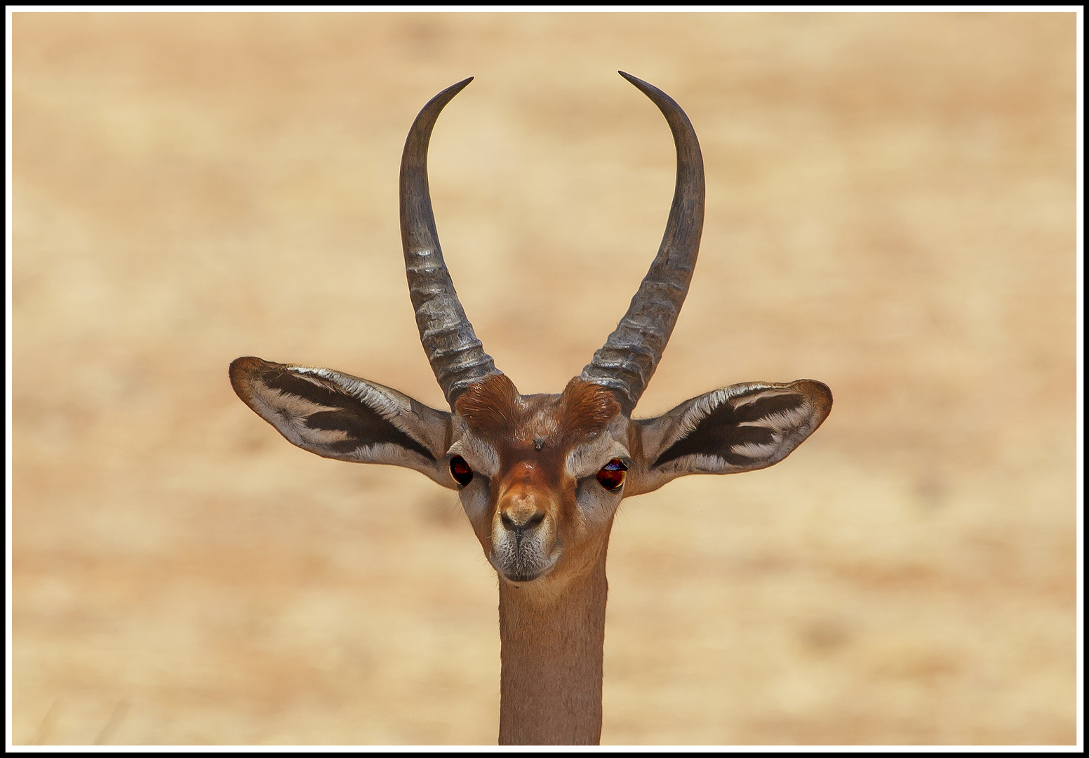 " Gerenuk " (Giraffengazelle)