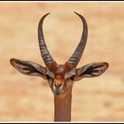 " Gerenuk " (Giraffengazelle)