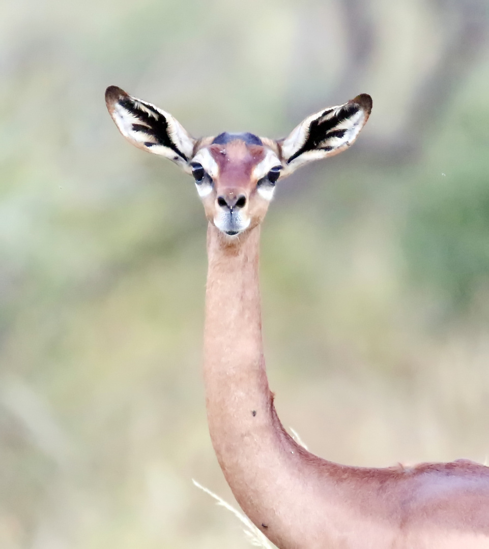 Gerenuk-Weibchen