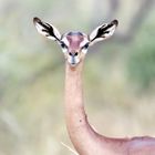 Gerenuk-Weibchen