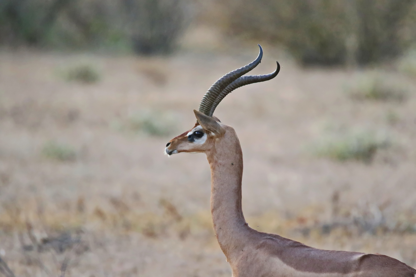 Gerenuk,ein schöner Bock