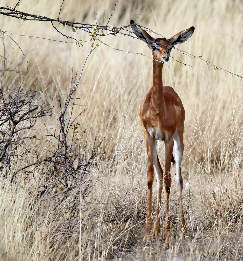 Gerenuk,Jungtier