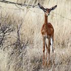 Gerenuk,Jungtier