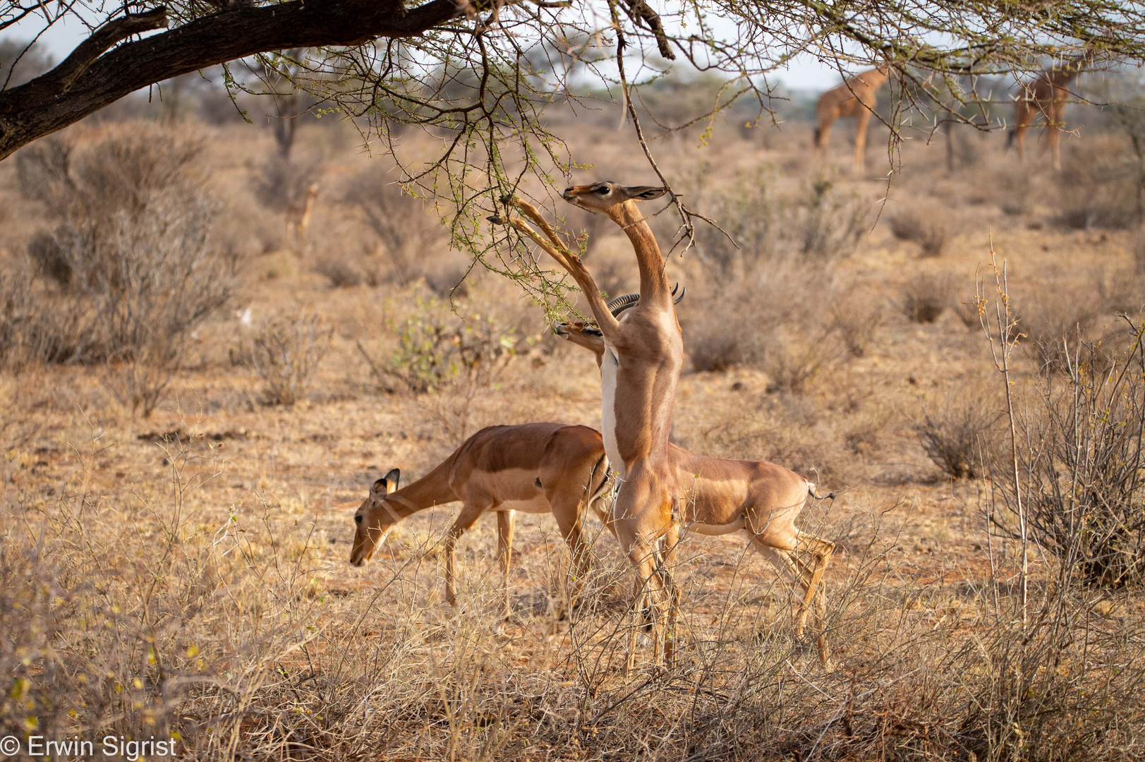 Gerenuks (Giraffengazellen) im Samburu Nat. Reserver