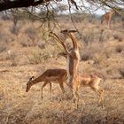 Gerenuks (Giraffengazellen) im Samburu Nat. Reserver