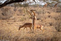 Gerenuks (Giraffengazellen) im Samburu Nat. Reserver