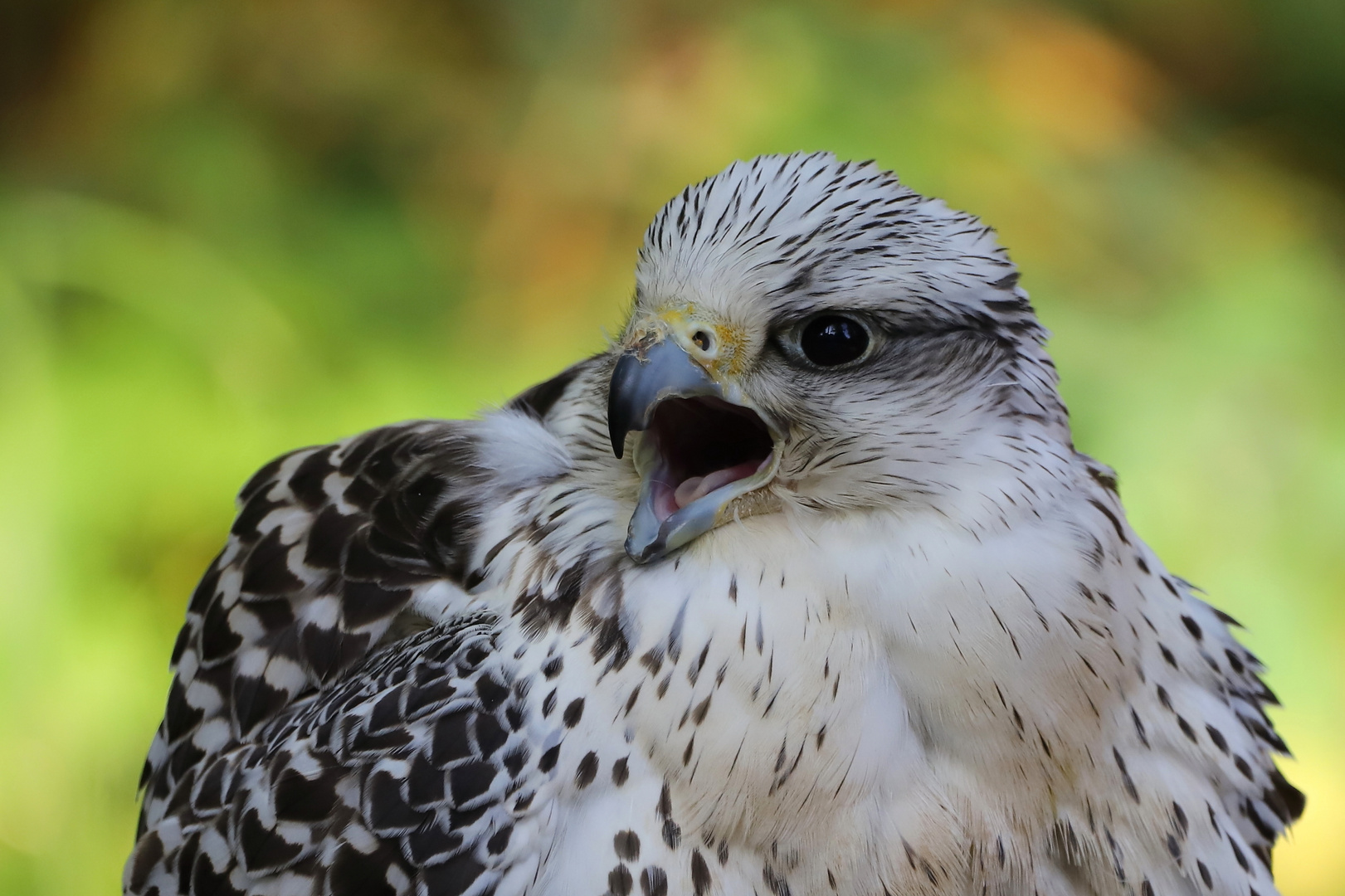 Gerfalke 2 (Falco rusticolus)