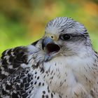 Gerfalke 2 (Falco rusticolus)