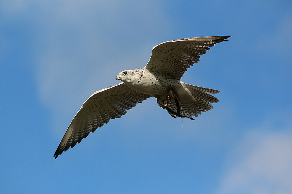 Gerfalke