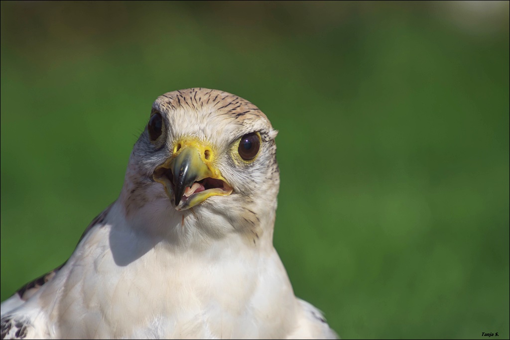 Gerfalke