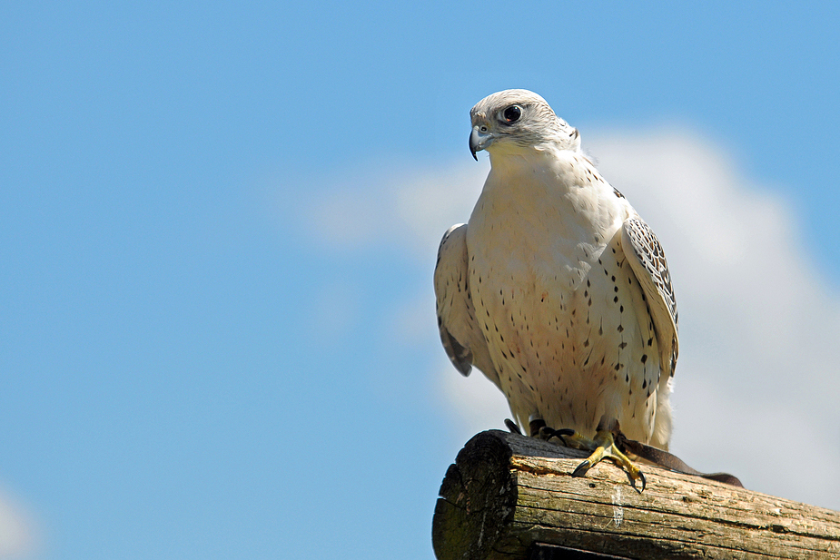 Gerfalke