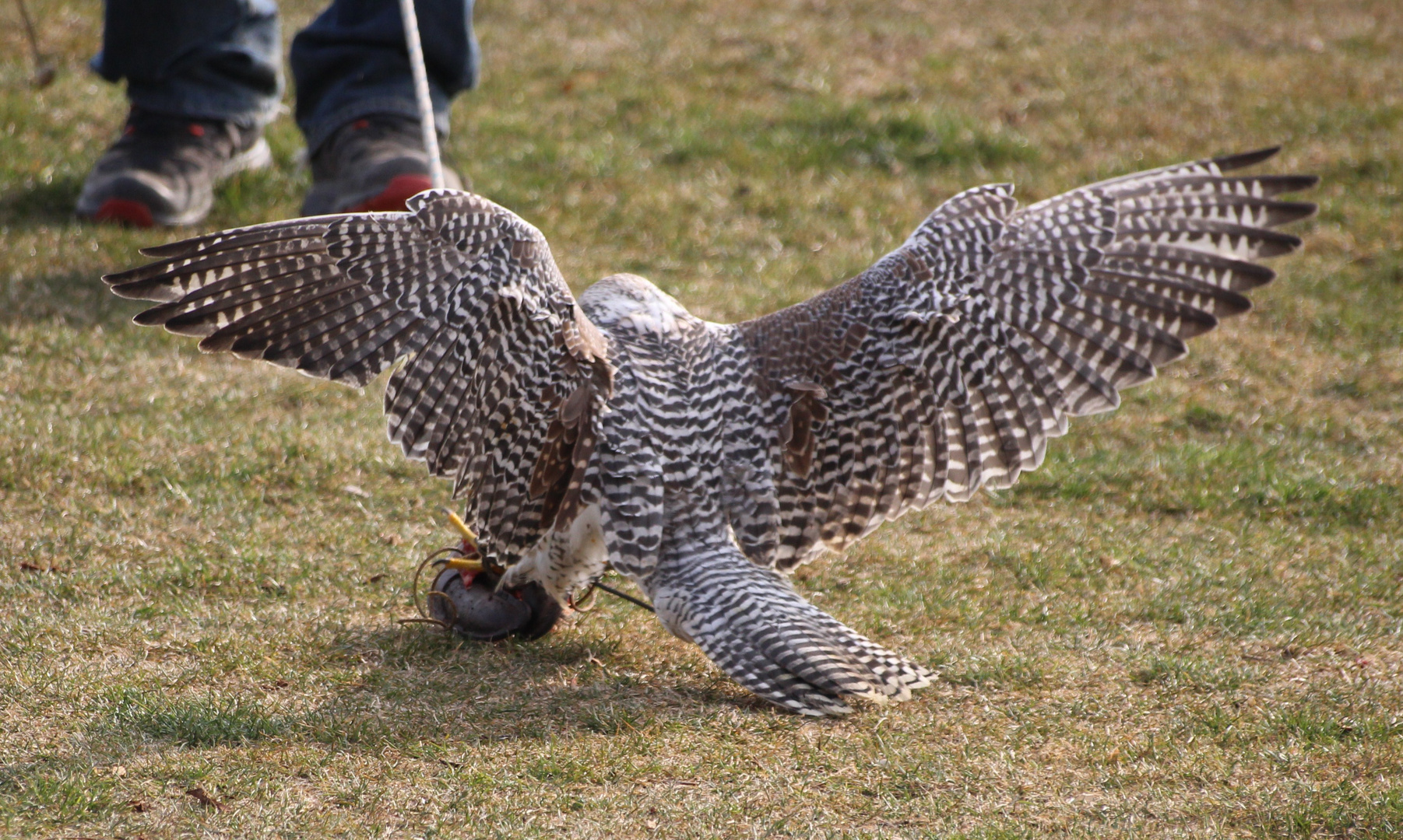 Gerfalke