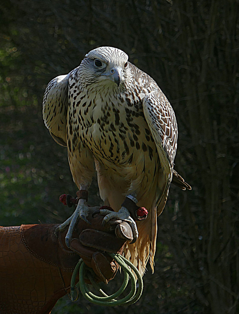 Gerfalke auf dem Handschuh der Falknerin