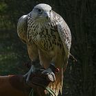 Gerfalke auf dem Handschuh der Falknerin