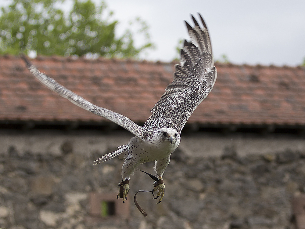 Gerfalke