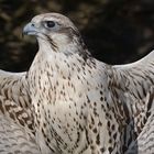 GERFALKE beim Sonnenbaden